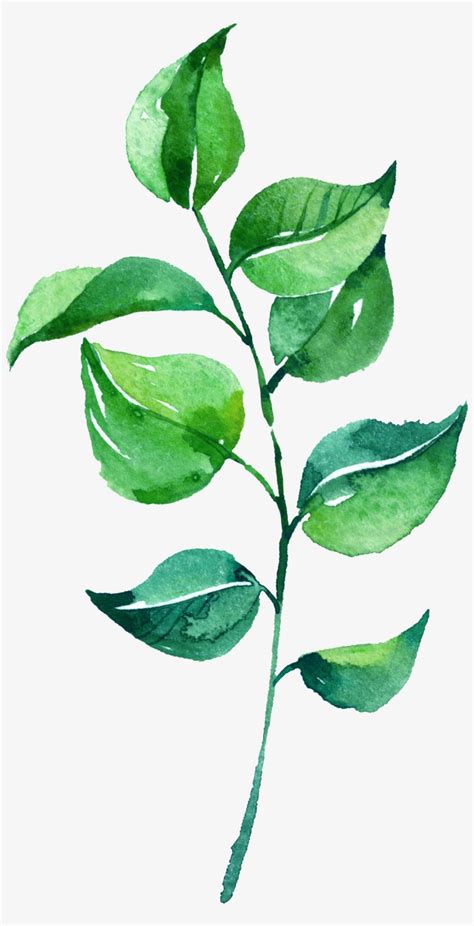 0℃素材19 - Watercolor Leaves Leaves Png - 1451x2765 PNG Download - PNGkit