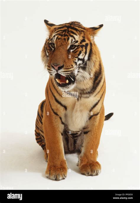 Sitting Tiger Panthera Tigris Baring Its Teeth Front View Stock
