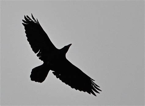 Silhouette Tattoos Raven Flying Raven
