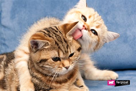 It's enjoyable to watch two cats greet each other. Why Do Cats Lick Each Other? Understanding your Cat