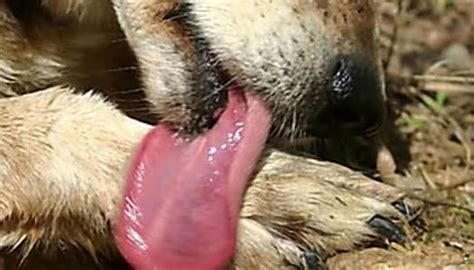 Veterinarians will typically recommend removing food and water until vomiting has stopped for at least two hours. Simple Tricks to Make Dog Bathing Easier, Faster and ...