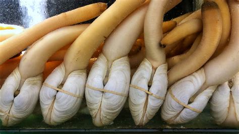 What Is A Geoduck And How Is It Eaten