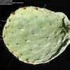 Why is the prickly pears cactus chosen amongst the many thousands of other species in the cacti family? Opuntia Species, Silver Dollar Prickly Pear, Dinner Plate ...