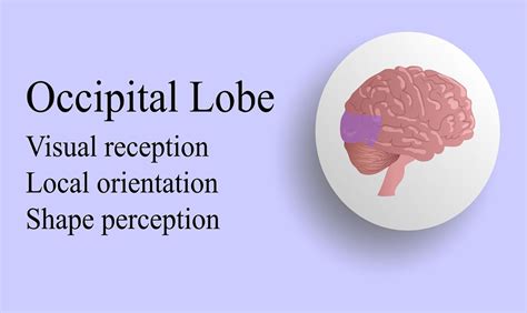 What Are Brain Lobes And How Are They Important Nakase Law Firm