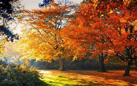 Beautiful Autumn Forest Autumn Bonito Nature Trees Hd Wallpaper