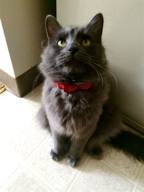 I is your dream date. | Nebelung cat, Cat breeds, Cute cats