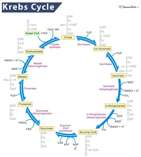 Krebs Cycle Citric Acid Cycle Definition Location Steps Diagram