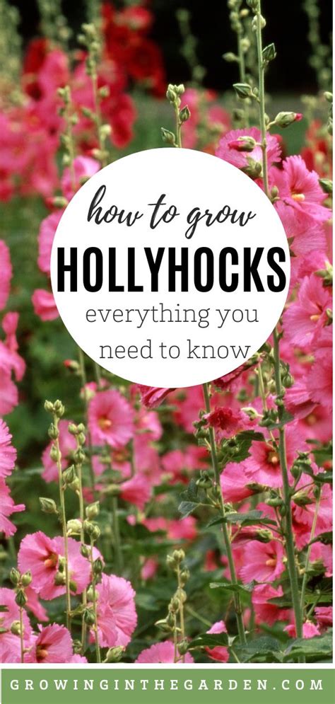 How To Grow Hollyhocks Hollyhock Growing Guide Hollyhocks Flowers