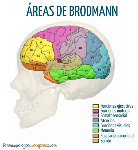 Neurociencia Y Plasticidad Cerebral Áreas De Brodmann