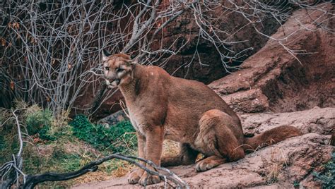 Trail Runner Escapes Mountain Lion Attack By Suffocating It