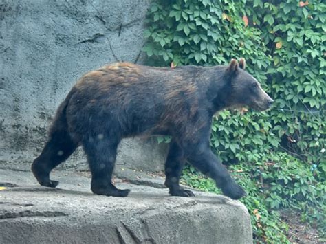 Ursus Arctos Horribilis Grizzly Bear In The Toledo Zoo And Aquarium