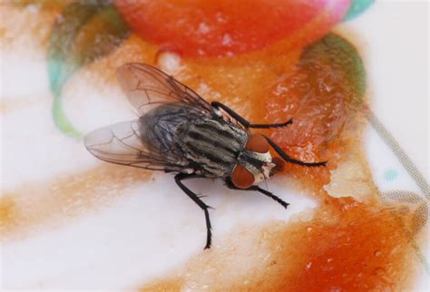 Flies Pest Control Penrith