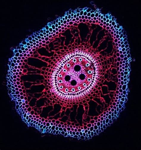 Artificial Cell Microscope Art Microscopic Photography Microscopic
