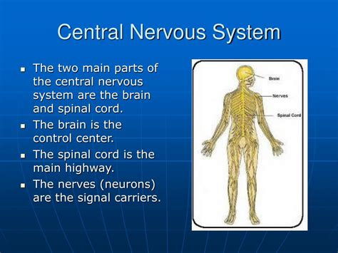 Ppt The Nervous System Powerpoint Presentation Free Download Id 4cb