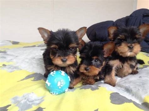 Gorgeous Tiny Yorkie Puppies For Adoption. Very Playful and friendly