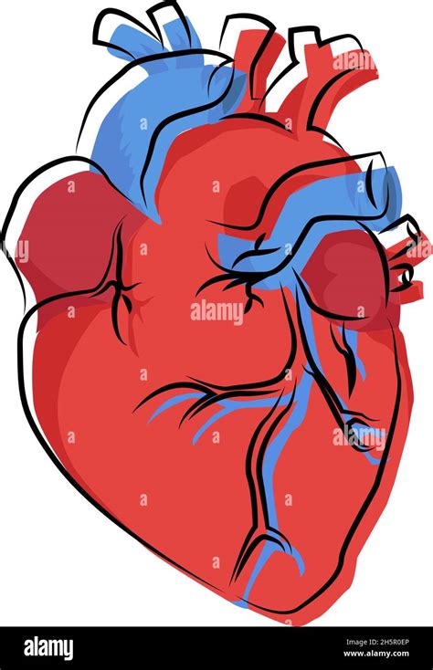 Human Heart Organ Illustration With Offset Contour Vector Stock Vector