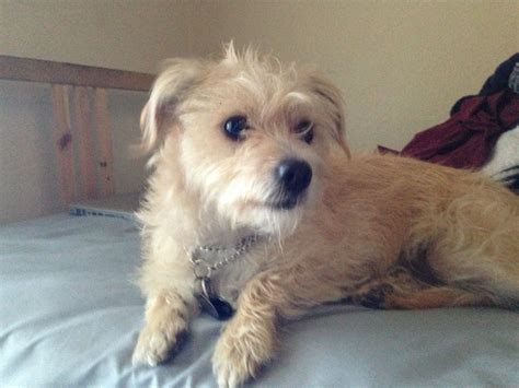Scout The Cairn Terrier Mix Scruffy Dogs Cairn Terrier Mix Terrier Mix