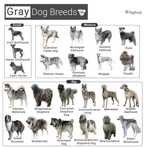 List Of Small Medium And Big Gray Dog Breeds With Pictures