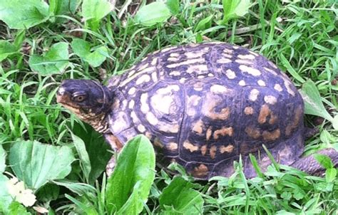 Eastern Box Turtle Care Guide All Turtles