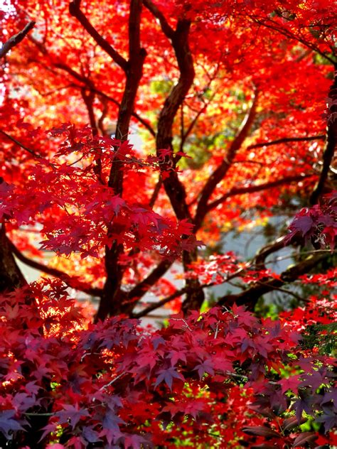 Red Autumn Tree Free Stock Photo Public Domain Pictures