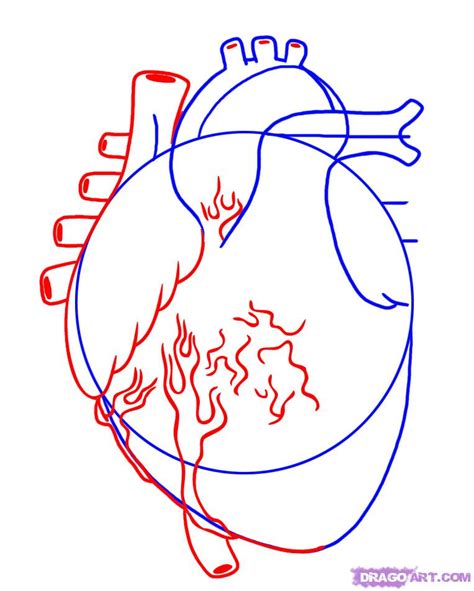 How To Draw A Human Heart Step By Step Anatomy People Free Online