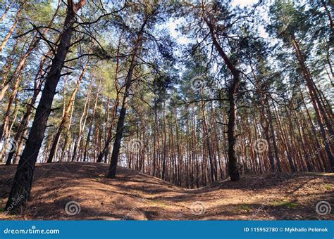 Spring Sunny Landscape In A Pine Forest In Bright Sunlight Cozy Forest