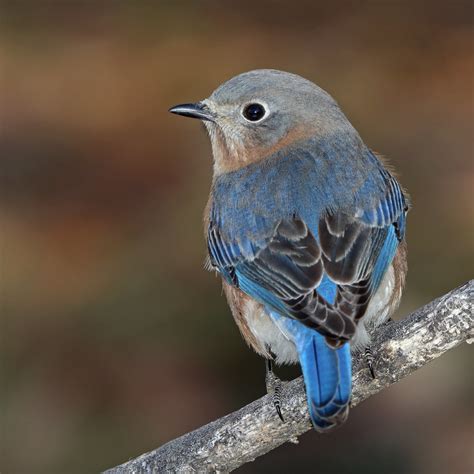 Bluebird Female In The Backyard This Morning 12 05 15 Ri Flickr