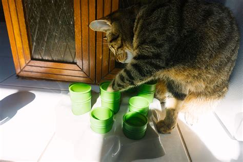 Food puzzles allow your cats to work for their meal, a behaviour which isn't always taken advantage of in an indoor lifestyle. Why Does My Cat Eat So Fast She Throws Up - CatWalls