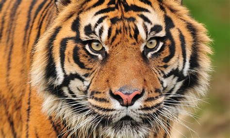 What is the interesting behavior of a sumatran tiger? Sumatran Tiger | Photos | WWF