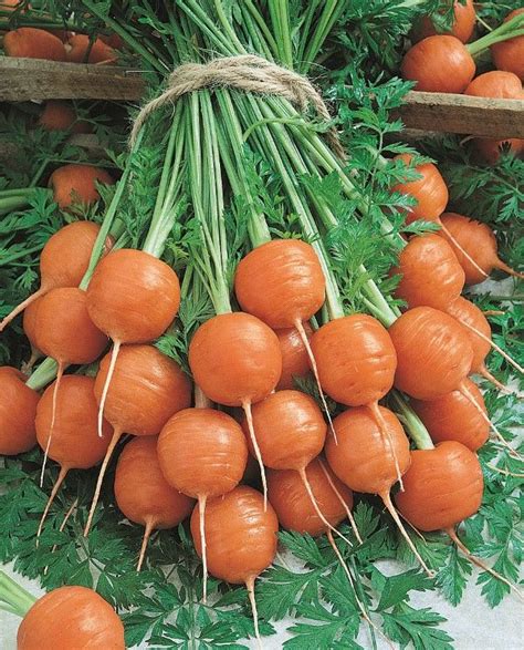 Round Ball Shaped Parisian Carrots Super Cool Edible Plants For A
