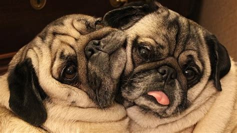 10 Reasons Why Pugs Are The Best