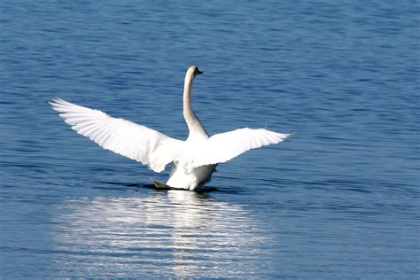 Mute Swan Wings Spread Photograph By Dave Clark