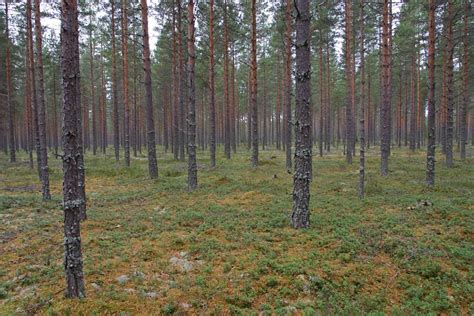 Biomass accumulation between tropical secondary forests and monoculture plantations. Active Remedy - Harms Caused by Monoculture