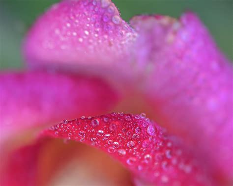 Soft Dewy Rosebud 2 Photograph By Teresa Wilson Fine Art America