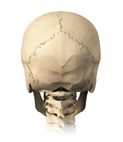 Examine the cranial bones of the articulated human skull and the sectioned skull. Anatomy Of Human Skull, Rear View Digital Art by Leonello ...