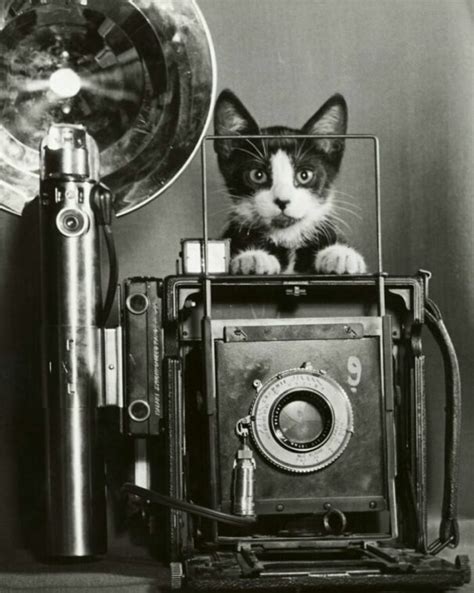 30 Historical Photos From The Cats Of Yore Twitter Archive Demilked