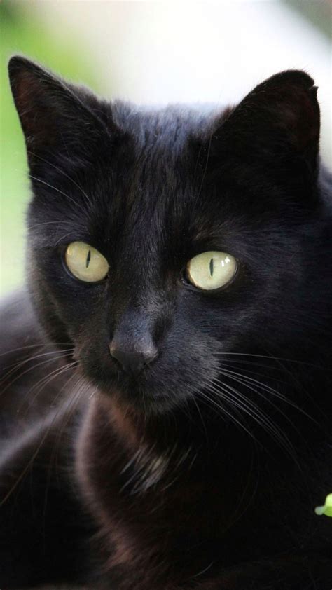 Black Background Cute Cat