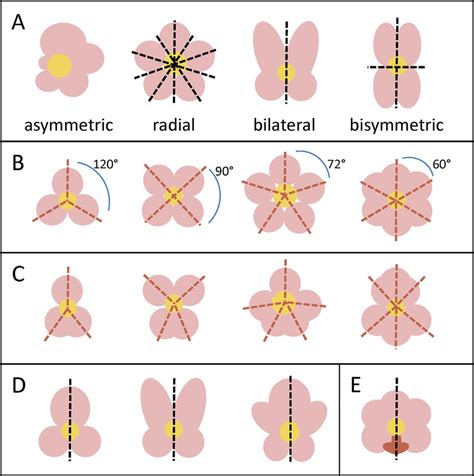 Types Of Flower Symmetry Design Talk