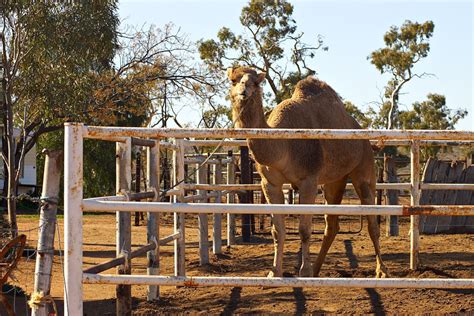 Australian Camels Cluny Livestock Exports Pty Ltd