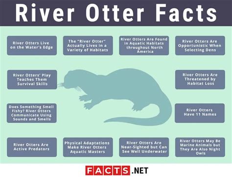Top 12 River Otter Facts - Diet, Habitat, Anatomy & More | Facts.net