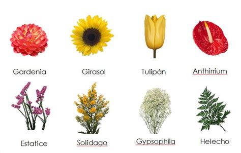 4 tipos de cactus con flores. Diferentes Tipos De Flores Y Sus Nombres (1) | Esther de ...