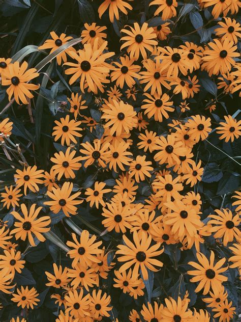 Vsco Keiserabby Images Flower Aesthetic Sunflower Wallpaper