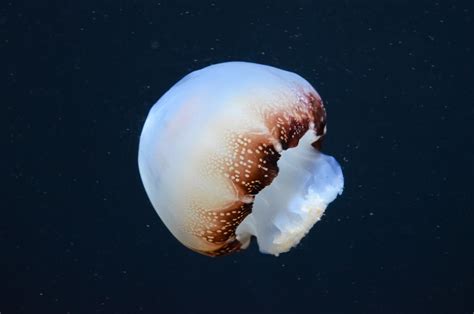 Cannonball Jellyfish By Bluemoon30 On Deviantart