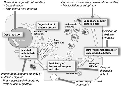New Strategies For The Treatment Of Lysosomal Storage Diseases Review