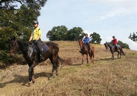 Explore tweets of maeps @maeps1 on twitter. Wednesday Morning Ride in MAEPS - Horse Riding Malaysia