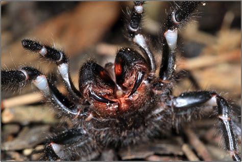 Sydney Funnel Web Spider Atrax Robustus Canon 5d Mark Ii Flickr