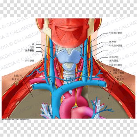Anterior Triangle Of The Neck Posterior Triangle Of The Neck Anatomy