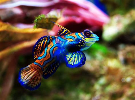 Tempatkan ikan laga dalam air lama ketika membersihkan bekas. 7 Ikan Paling Cantik Di Dunia | Iluminasi