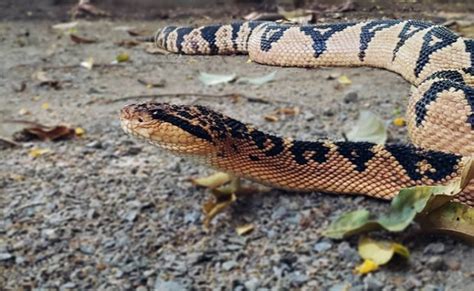 15 Cobras Mais Venenosas Do Mundo E Do Brasil Para Conhecer