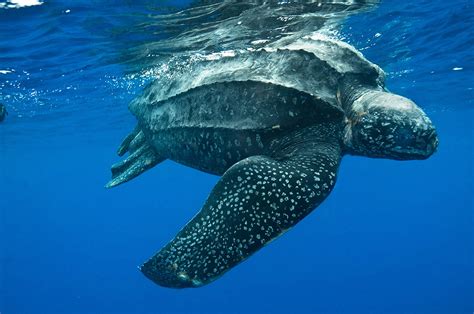 Leatherback Sea Turtle Creatures Of The World Wikia Fandom Powered